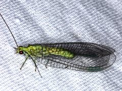 Calochrysa extranea