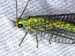 Calochrysa extranea