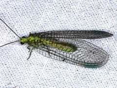 Calochrysa extranea
