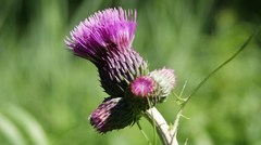 Cirsium rivulare