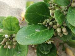 Cynanchum natalitium