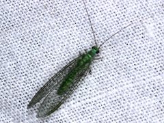 Mallada tripunctatus