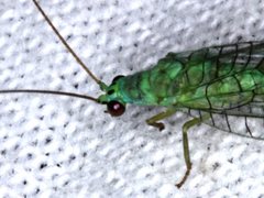 Mallada tripunctatus