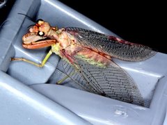 Ditaxis meridiei