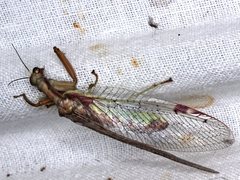 Ditaxis meridiei