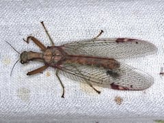 Ditaxis meridiei