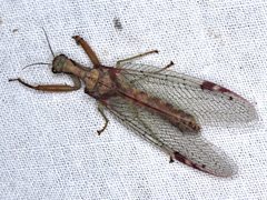 Ditaxis meridiei