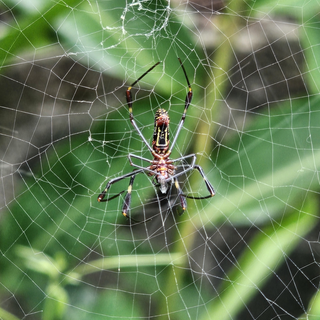 Golden Silk Spider from Quarry Heights, Panamá, Provincia de Panamá ...