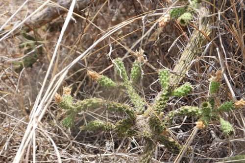 Image of Opuntia pubescens by (c) Ricardo Betancourt Sánchez, some rights reserved (CC BY)