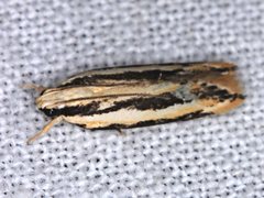 Ardozyga chionoprora