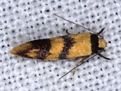 Psaroxantha basilica