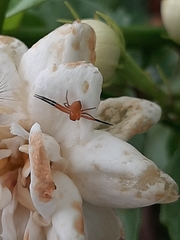 Lysiteles