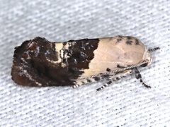 Hypertropha chlaenota