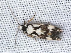 Machetis aphrobola