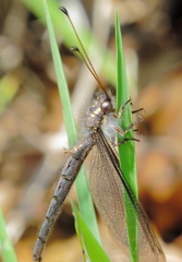 Ascaloptynx appendiculata