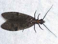 Archichauliodes guttiferus