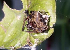 Verrucosa scapofracta