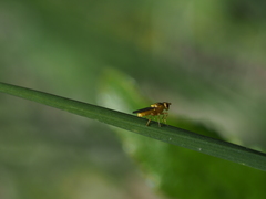 Chlorops