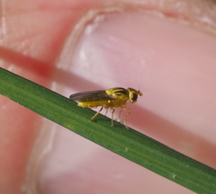 Chlorops