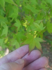 Acer palmatum