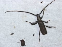 Xystrocera virescens