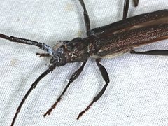 Xystrocera virescens