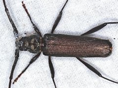 Xystrocera virescens