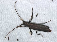 Xystrocera virescens