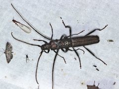 Xystrocera virescens