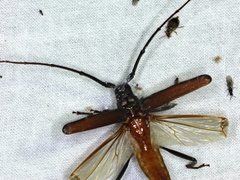 Xystrocera virescens