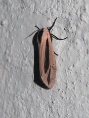 Creatonotos fasciatus