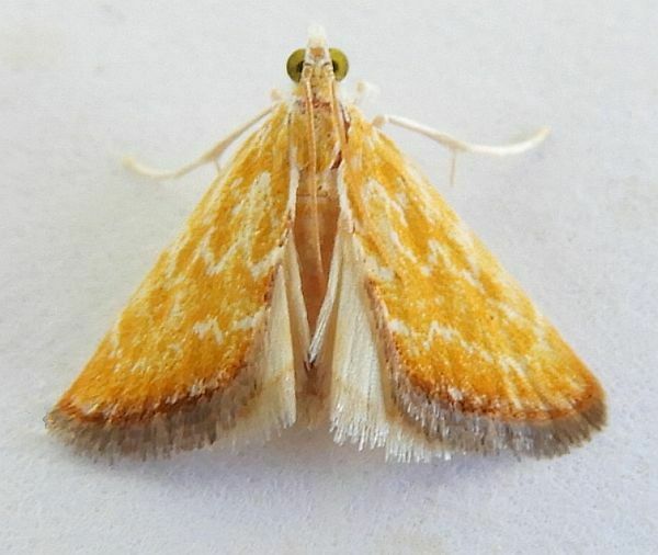 Aethiophysa delicata