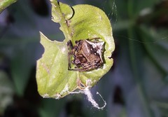 Verrucosa scapofracta