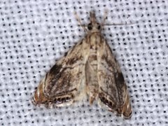 Glaucocharis dilatella