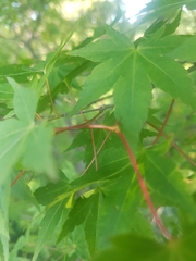 Acer palmatum