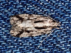 Barea sphaeridias