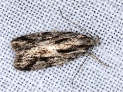 Barea sphaeridias