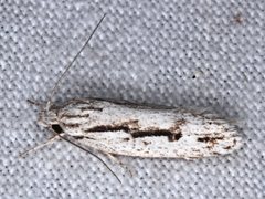 Eulechria xeropterella