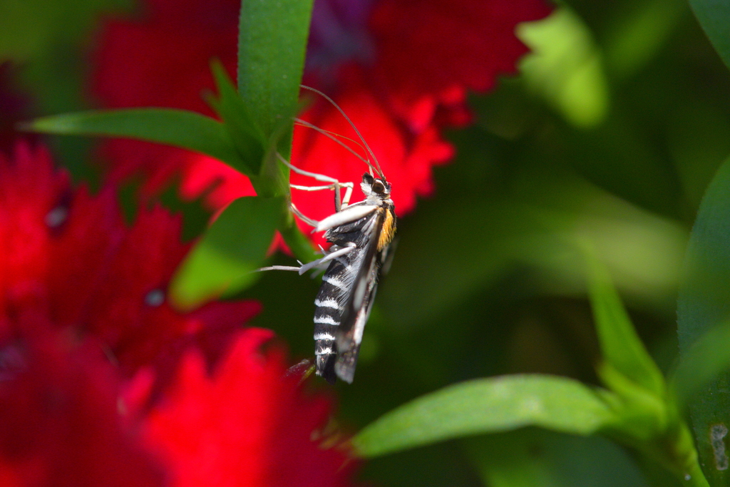 White-spotted Sable