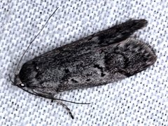 Ericrypsina chorodoxa