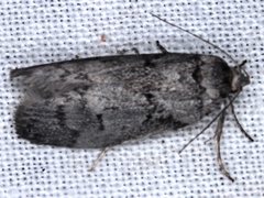 Ericrypsina chorodoxa