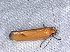 Telocharacta hemicroca