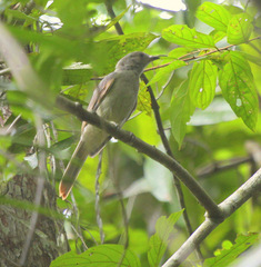 Ramphotrigon ruficauda