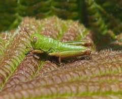 Odontopodisma decipiens decipiens