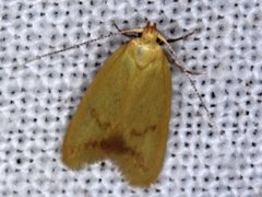 Aeolothapsa malacella