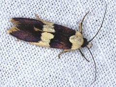 Telecrates laetiorella