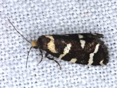 Lepidoscia confluens