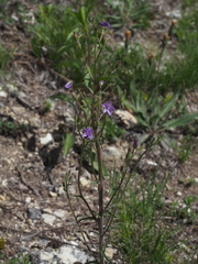 Campanula sibirica sibirica
