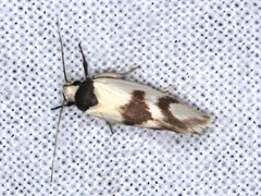 Antipterna trilicella