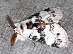 Iropoca rotundata
